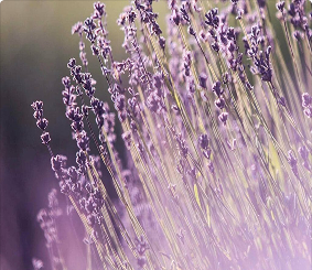 Aromatic